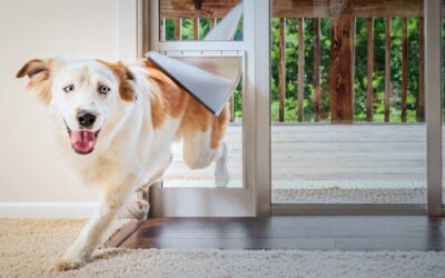 Pet Safety And Security: Choosing The Right Pet Door Locks